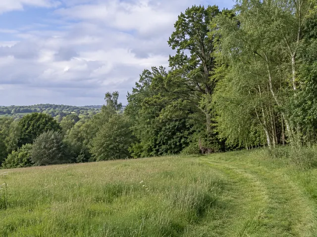 A grassy track beside the edge of a woodland